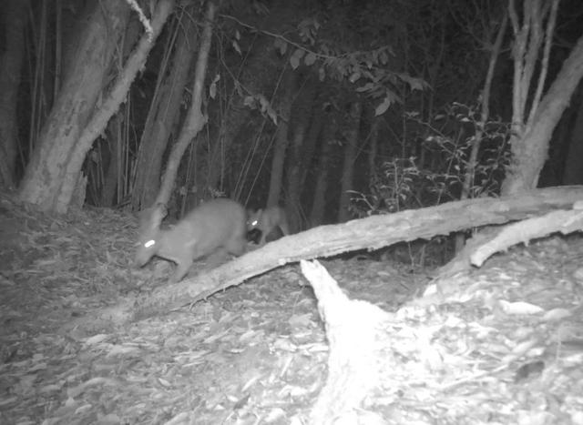 珍贵影像！林麝母子现身保山昌宁休闲区蓝鸢梦想 - Www.slyday.coM