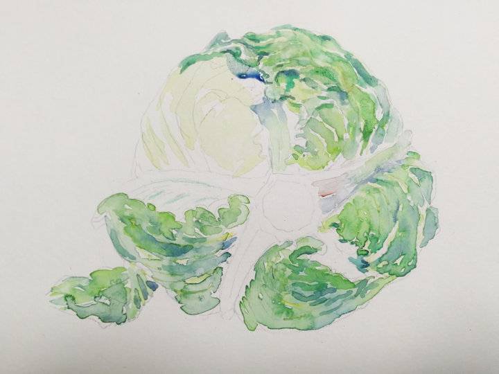贾绍萍轻水彩系列:一日三餐之卷心菜|卷心菜_新浪新闻