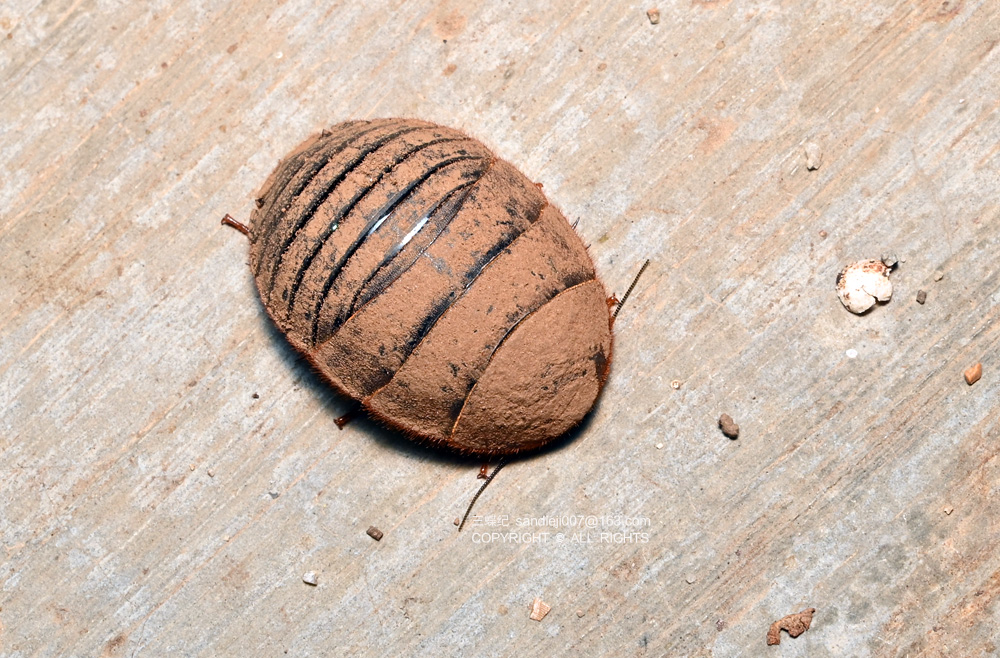 交配的多纹鹿蛾卷甲虫上了岛,我才明白我们此行并不是赶海,而是给岛上