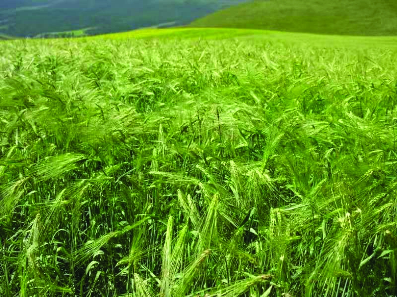 小青稞巧变身闯出大市场