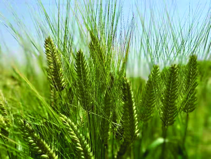 小青稞巧变身闯出大市场