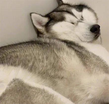 女子晒出二哈奇葩的睡姿,结果网友看后全笑疯了:一看就是奶奶养大的!