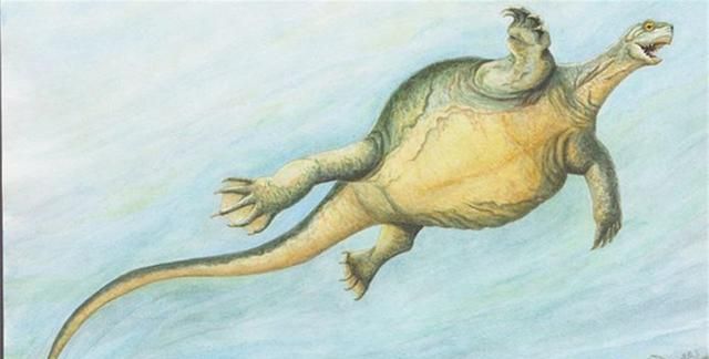 乌龟的祖先是谁图片
