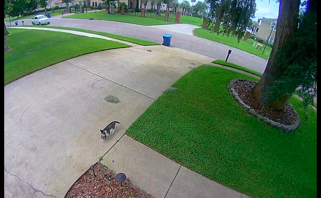 男子被一只流浪猫套路，装可怜成功被收养后，举家“移民”到新家休闲区蓝鸢梦想 - Www.slyday.coM