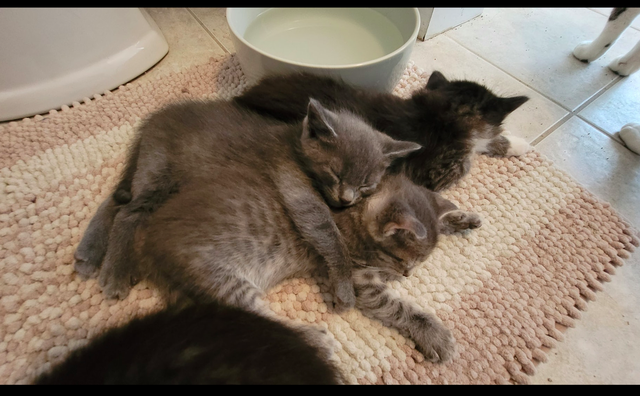 男子被一只流浪猫套路，装可怜成功被收养后，举家“移民”到新家休闲区蓝鸢梦想 - Www.slyday.coM