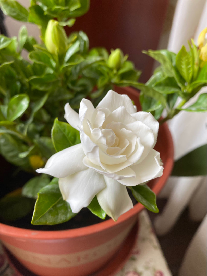 栀子能开花就够了?只要落了这4步,你的栀子就算白养了