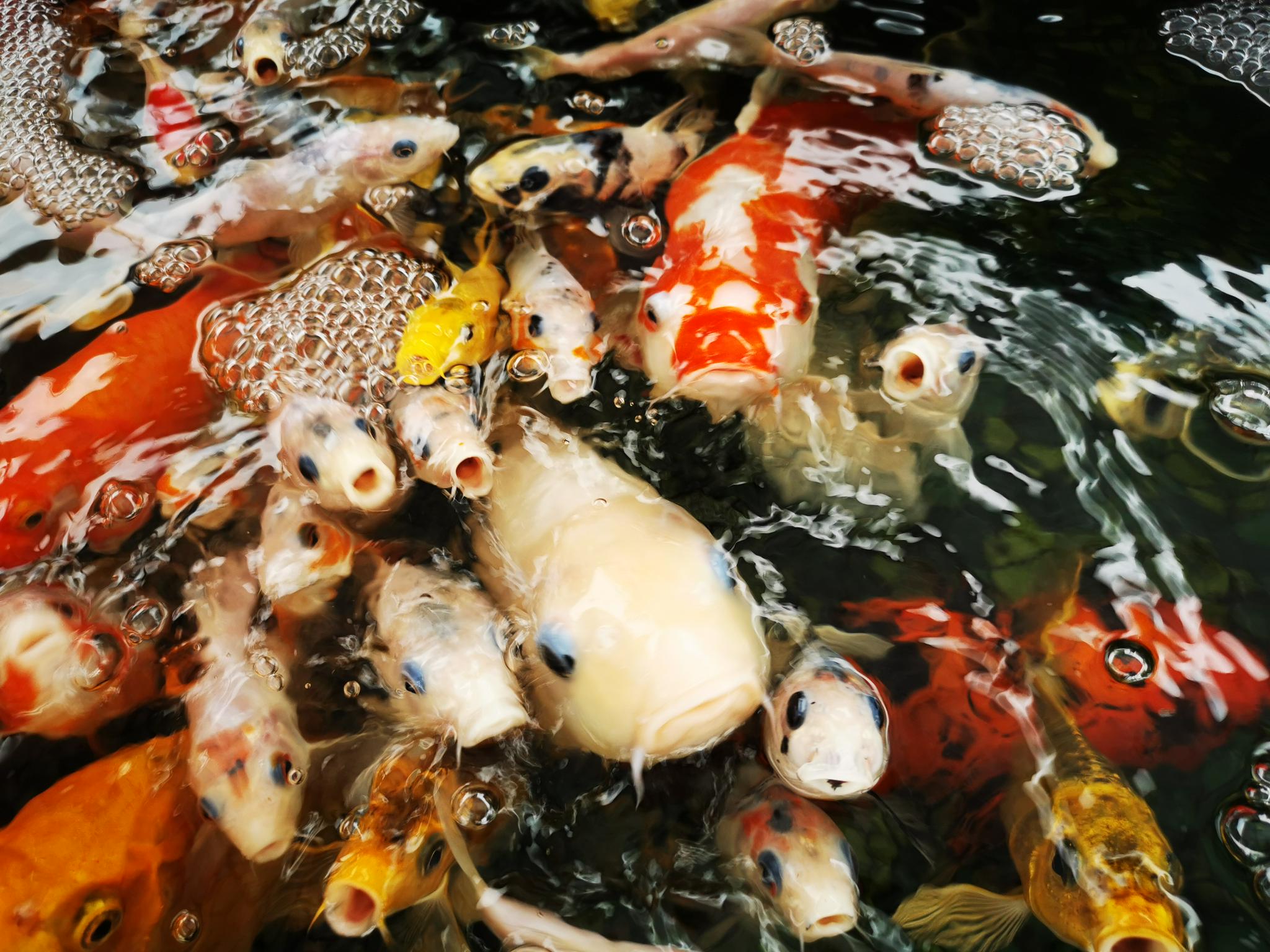 广元锦鲤最佳观赏地出炉,第3个在如意湖,你去过几个吗?__财经头条
