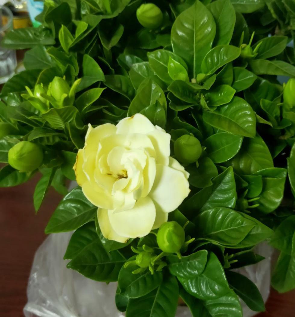 只要落了这4步,你的栀子就算白养了|南方|栀子|栀子花_新浪新闻