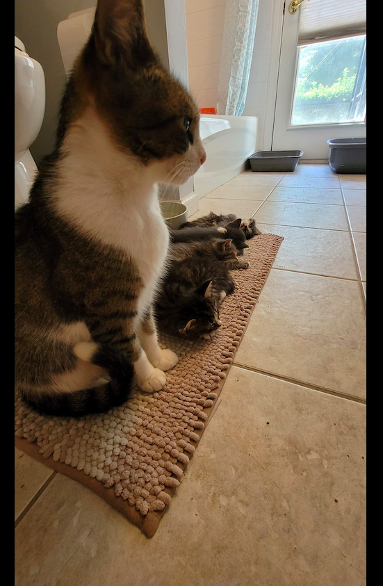 男子被一只流浪猫套路，装可怜成功被收养后，举家“移民”到新家休闲区蓝鸢梦想 - Www.slyday.coM