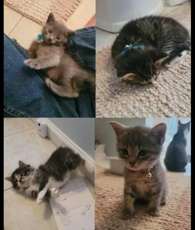 男子被一只流浪猫套路，装可怜成功被收养后，举家“移民”到新家休闲区蓝鸢梦想 - Www.slyday.coM