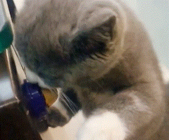 小奶猫舔糖正起劲呢，铲屎官拿着盖子想盖上，被猫咪一爪推开休闲区蓝鸢梦想 - Www.slyday.coM