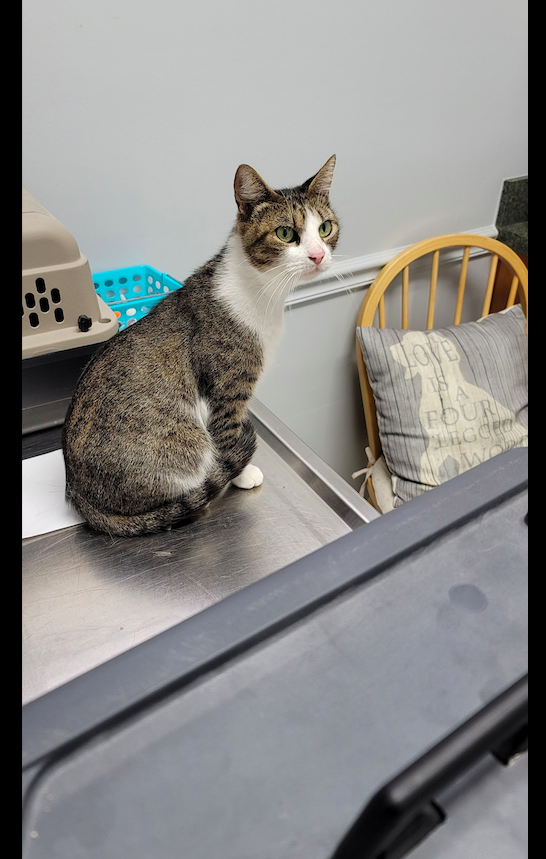 男子被一只流浪猫套路，装可怜成功被收养后，举家“移民”到新家休闲区蓝鸢梦想 - Www.slyday.coM