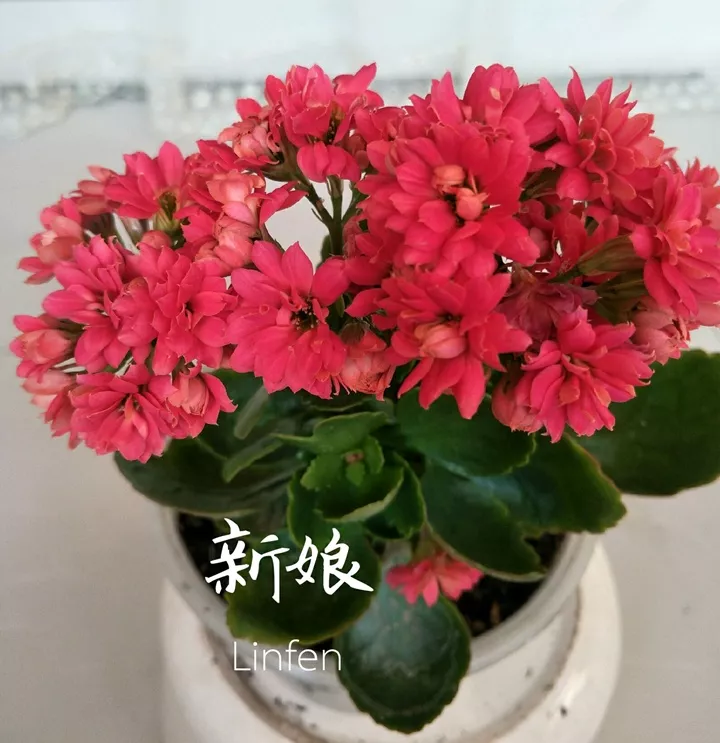 喜上加喜!长寿花的10个红色品种,家里养一盆,赛过红灯笼|金狐狸|长寿花|红灯笼_新浪新闻