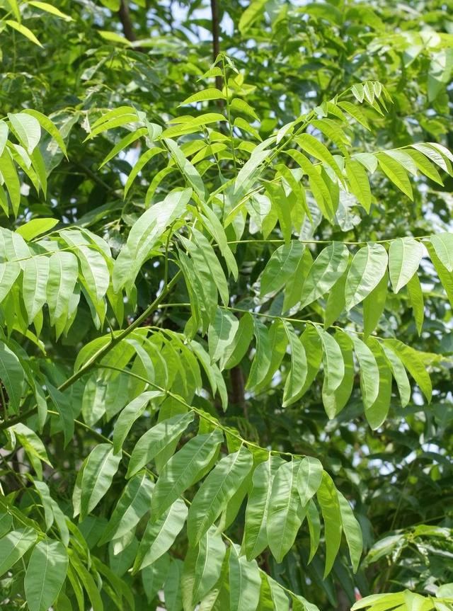 无患子是一种怎样的树种