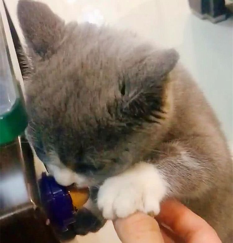 小奶猫舔糖正起劲呢，铲屎官拿着盖子想盖上，被猫咪一爪推开休闲区蓝鸢梦想 - Www.slyday.coM