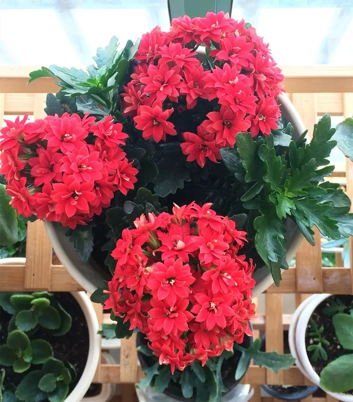 喜上加喜长寿花的10个红色品种家里养一盆赛过红灯笼