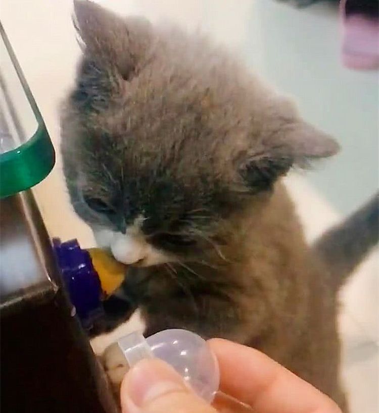 小奶猫舔糖正起劲呢，铲屎官拿着盖子想盖上，被猫咪一爪推开休闲区蓝鸢梦想 - Www.slyday.coM