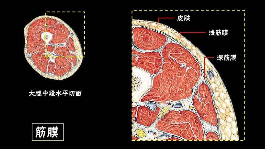 网红产品都是智商税?云康宝金属迷你筋膜枪对比网红迷你筋膜枪__财经