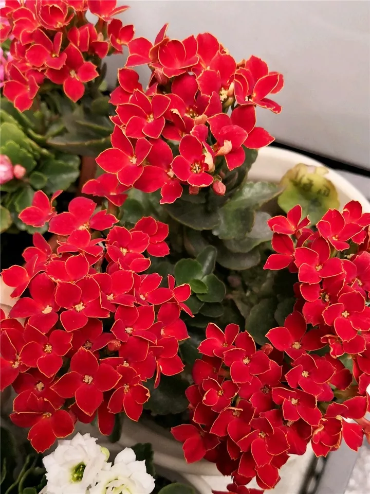 喜上加喜长寿花的10个红色品种家里养一盆赛过红灯笼