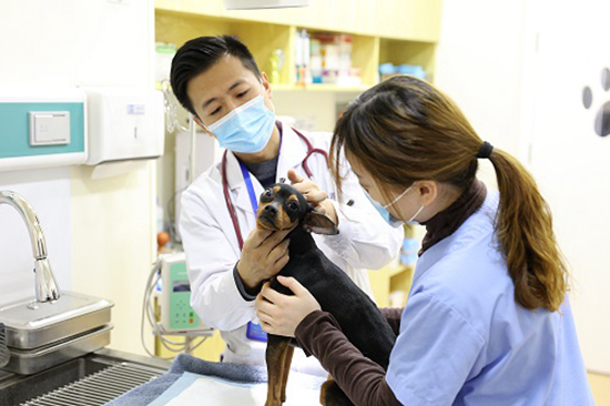 仇春龙（左）在接诊。