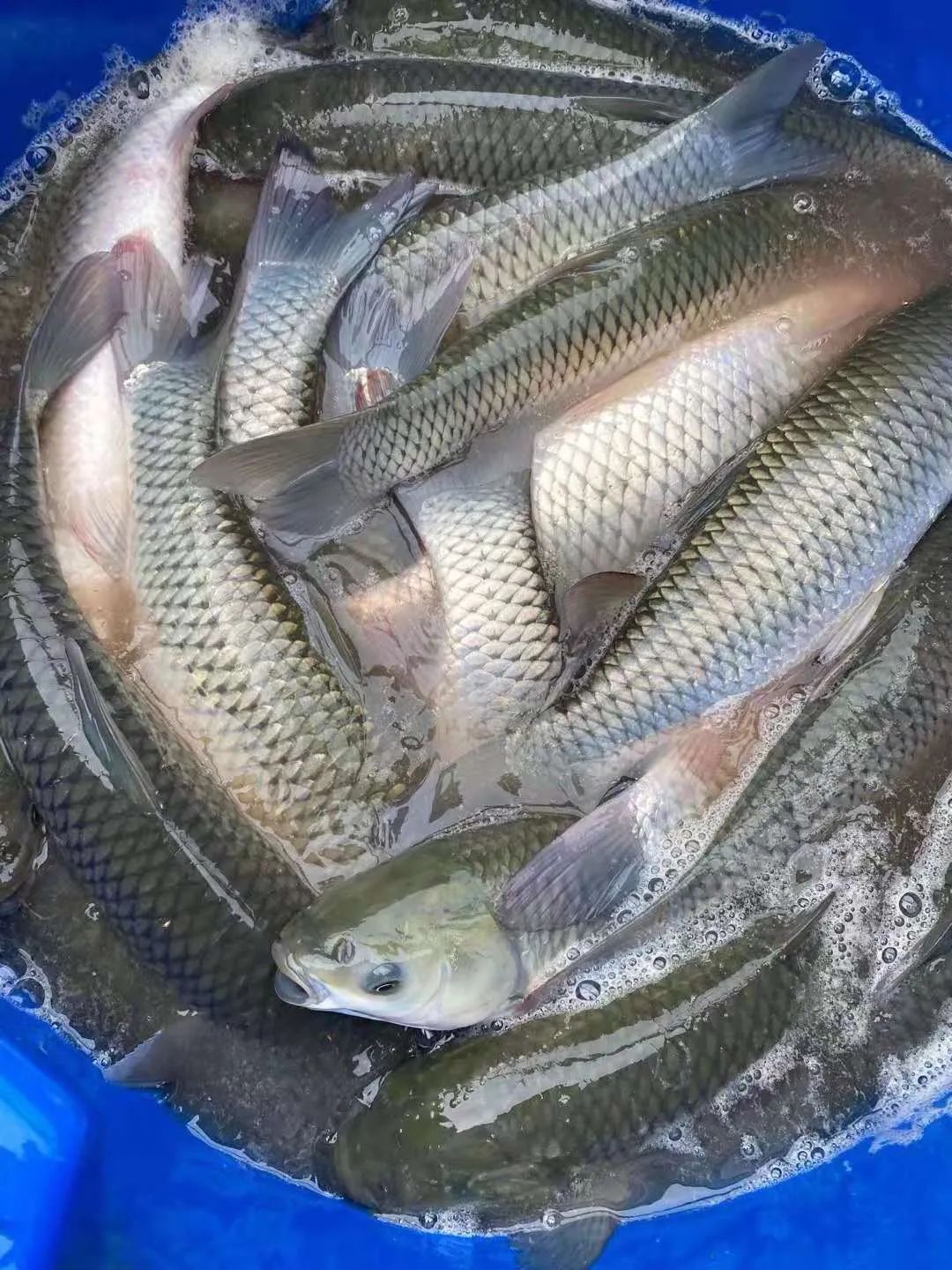 猪价惨跌入5元区,鱼价暴跌1.4元!