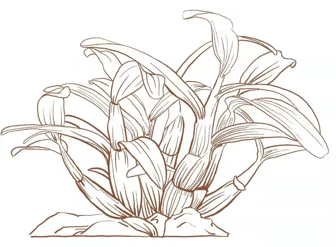 道地产区5年仿野种植古法炮制造就好石斛只有北纬31度安徽霍山一带,是