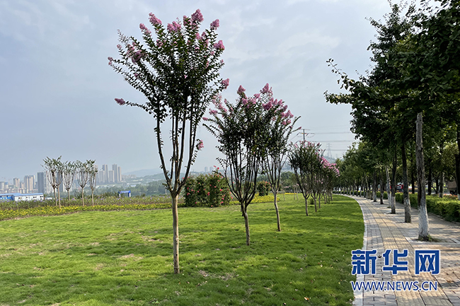 "推墙见绿"整治行动后的金山大道园博园西加油站附近.