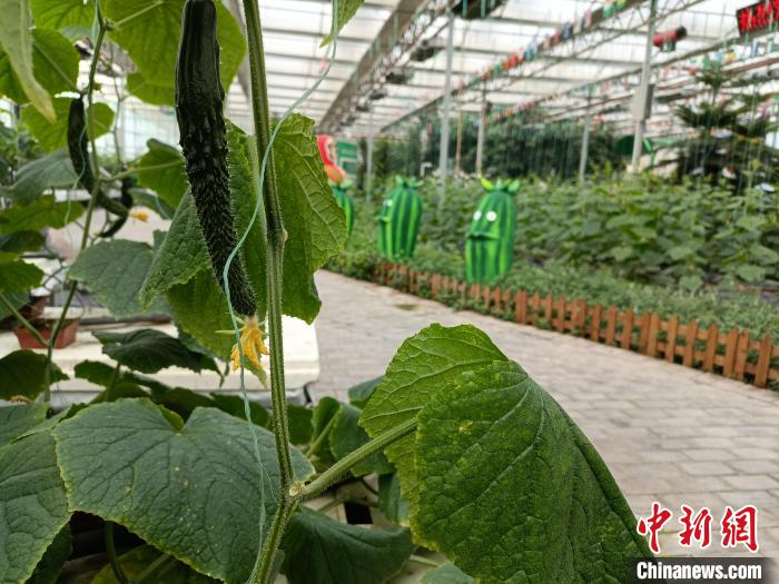 馆陶县“黄瓜小镇”，温室大棚内，各个品种的黄瓜茁壮成长。王天译 摄