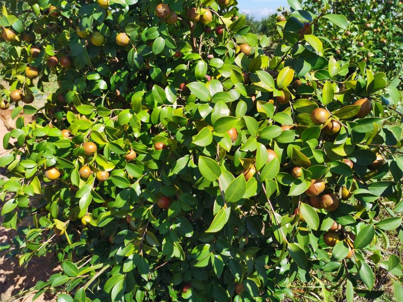油茶果变黄金果江山10万亩油茶丰收在望