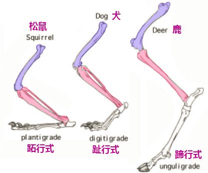 我服了，残奥会选手，居然跑得比奥运冠军还快休闲区蓝鸢梦想 - Www.slyday.coM