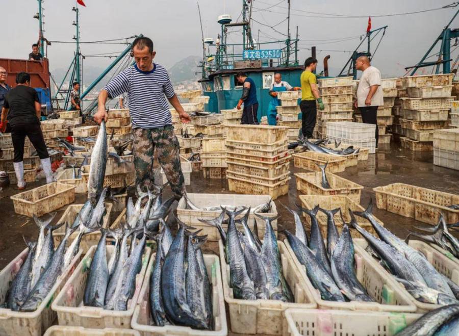 "中秋"正逢"大海市",荣成千帆鱼满仓归航