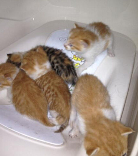 男子好心收养了一只流浪猫,半夜上厕所发现流浪猫生下五只宝宝!休闲区蓝鸢梦想 - Www.slyday.coM 男子好心收养了一只流浪猫,半夜上厕所发现流浪猫生下五只宝宝!休闲区蓝鸢梦想 - Www.slyday.coM