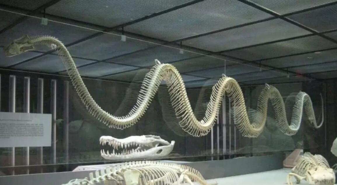 亚马逊巨蟒有多猛如果缠住人还有存活可能性吗