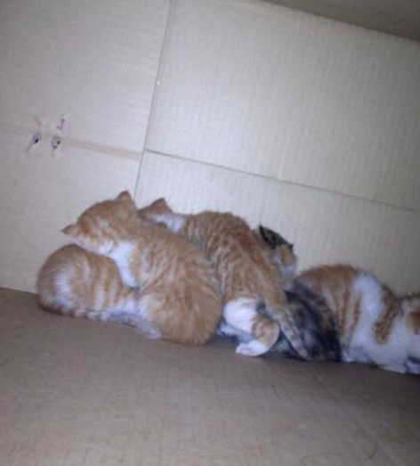 男子好心收养了一只流浪猫,半夜上厕所发现流浪猫生下五只宝宝!休闲区蓝鸢梦想 - Www.slyday.coM 男子好心收养了一只流浪猫,半夜上厕所发现流浪猫生下五只宝宝!休闲区蓝鸢梦想 - Www.slyday.coM