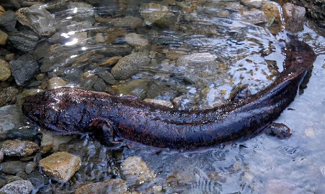 成都小区水池现12米娃娃鱼大鲵养殖很成熟为何还濒临灭绝