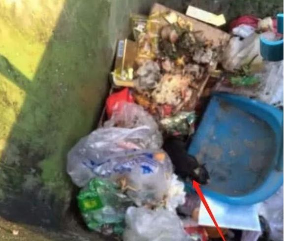 女子从垃圾桶中捡到一只狗狗,2个月后,被狗的帅气迷到了!休闲区蓝鸢梦想 - Www.slyday.coM 女子从垃圾桶中捡到一只狗狗,2个月后,被狗的帅气迷到了!休闲区蓝鸢梦想 - Www.slyday.coM