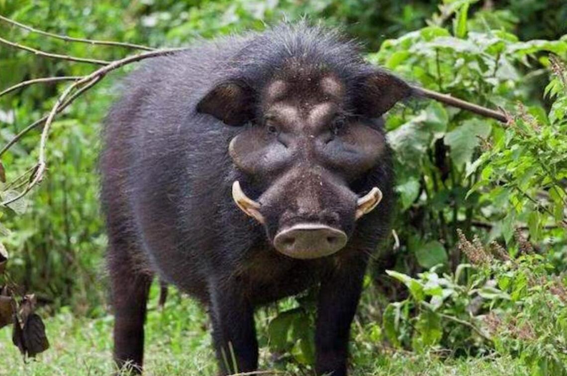 野猪现身合肥市区特警开枪击毙全国多省批复控猪会减少吗