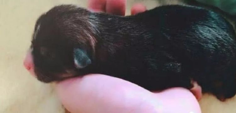 女子从垃圾桶中捡到一只狗狗,2个月后,被狗的帅气迷到了!休闲区蓝鸢梦想 - Www.slyday.coM 女子从垃圾桶中捡到一只狗狗,2个月后,被狗的帅气迷到了!休闲区蓝鸢梦想 - Www.slyday.coM