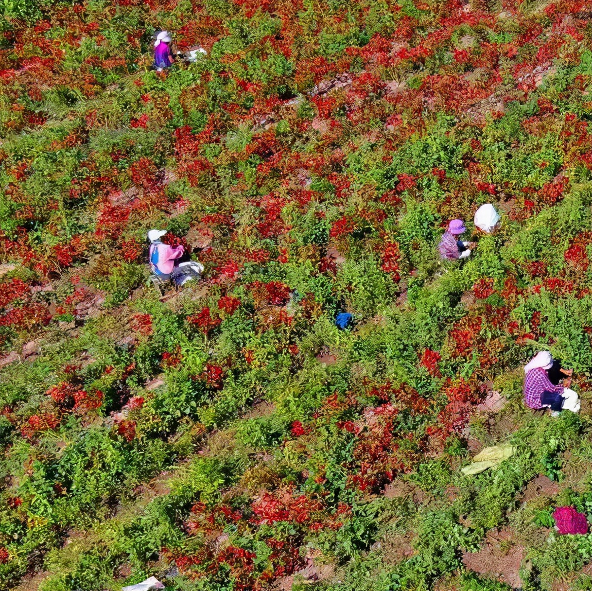 保定旅发早知道:去尧母故里望都,赴一场"椒"香四溢的秋宴