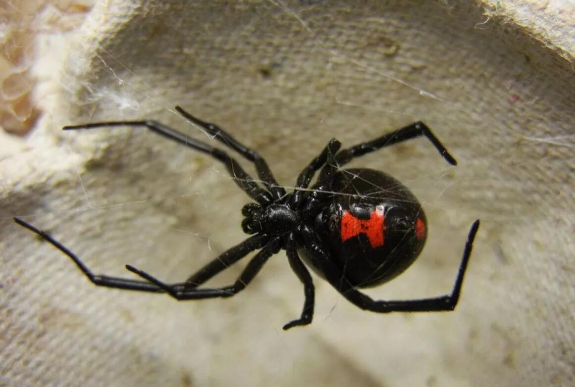 毒蜘蛛种类图片