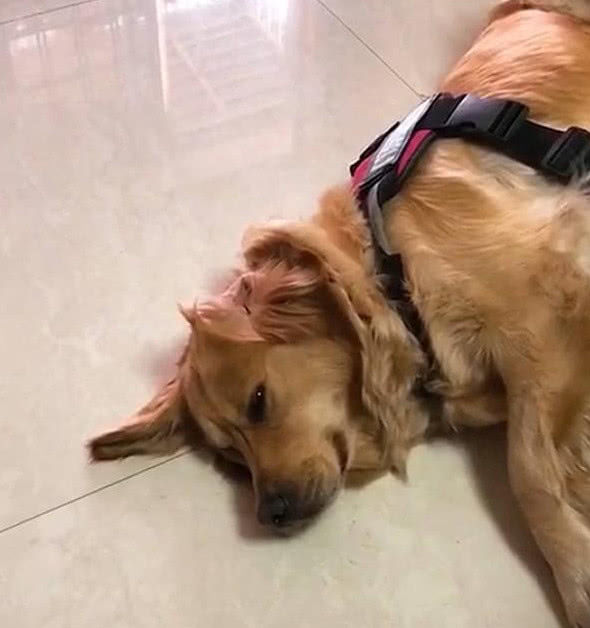 狗狗缠着主人给自己买吃的,不买就躺在地上耍赖,让人哭笑不得!