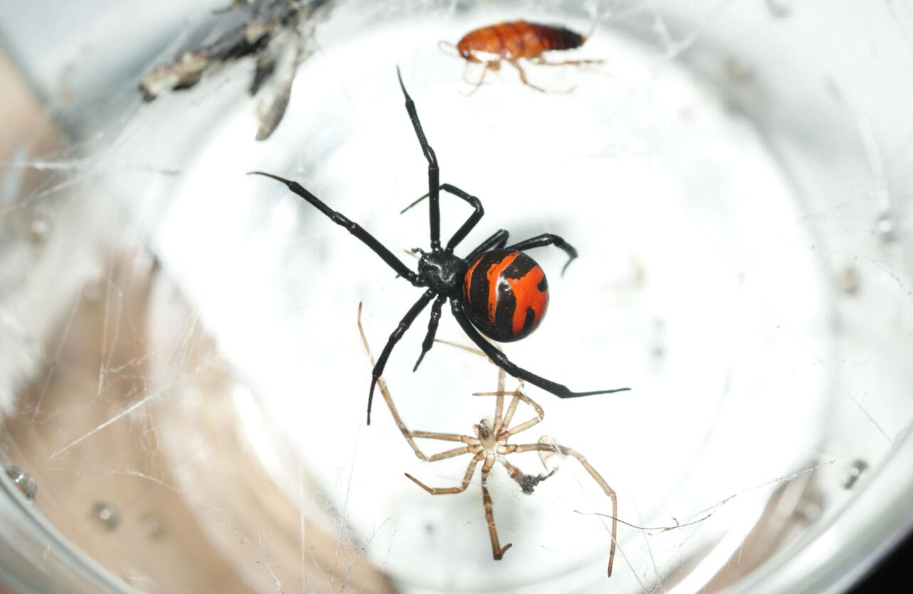 毒蜘蛛种类图片