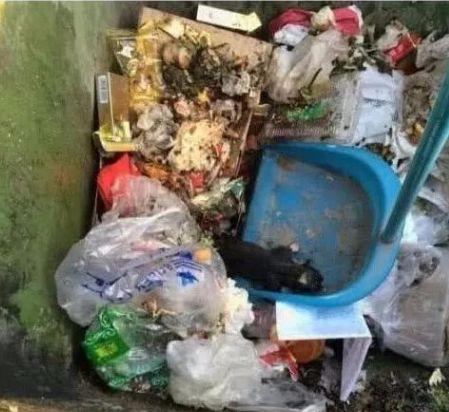 女子从垃圾桶中捡到一只狗狗,2个月后,被狗的帅气迷到了!休闲区蓝鸢梦想 - Www.slyday.coM 女子从垃圾桶中捡到一只狗狗,2个月后,被狗的帅气迷到了!休闲区蓝鸢梦想 - Www.slyday.coM