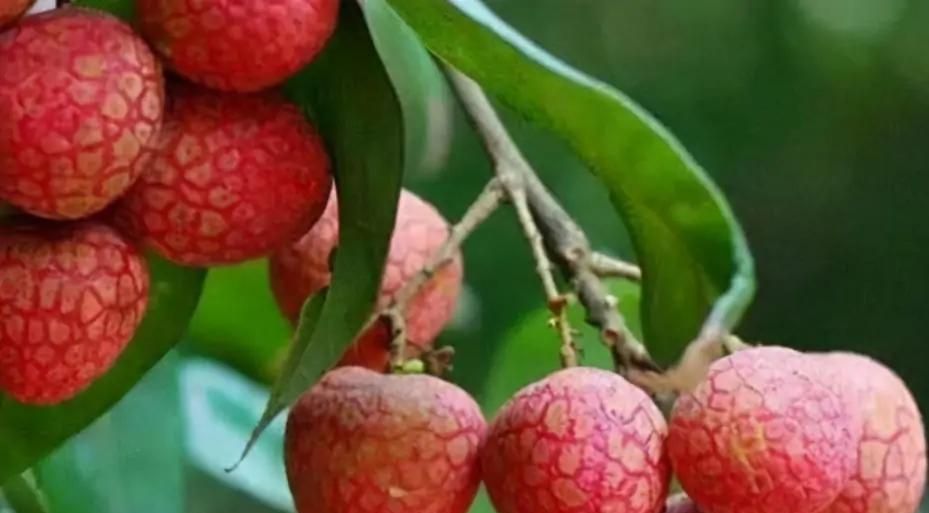 杨贵妃为何喜爱吃荔枝?后人化验荔枝得出答案,难怪被独宠16年休闲区蓝鸢梦想 - Www.slyday.coM 杨贵妃为何喜爱吃荔枝?后人化验荔枝得出答案,难怪被独宠16年休闲区蓝鸢梦想 - Www.slyday.coM