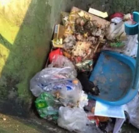 女子从垃圾桶中捡到一只狗狗,2个月后,被狗的帅气迷到了!休闲区蓝鸢梦想 - Www.slyday.coM 女子从垃圾桶中捡到一只狗狗,2个月后,被狗的帅气迷到了!休闲区蓝鸢梦想 - Www.slyday.coM