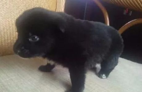 女子从垃圾桶中捡到一只狗狗,2个月后,被狗的帅气迷到了!休闲区蓝鸢梦想 - Www.slyday.coM 女子从垃圾桶中捡到一只狗狗,2个月后,被狗的帅气迷到了!休闲区蓝鸢梦想 - Www.slyday.coM