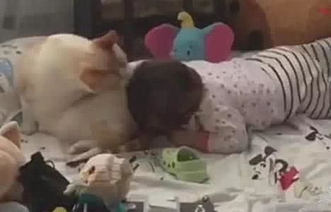 猫咪正在睡觉，宝宝突然抓住猫咪的屁股，结果猫咪的反应暖哭了休闲区蓝鸢梦想 - Www.slyday.coM