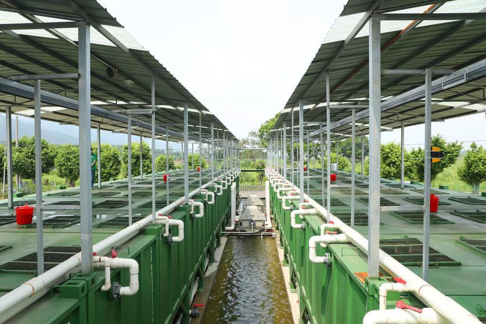 广东大力推进美丽渔场建设,重建岭南特色的桑基池塘