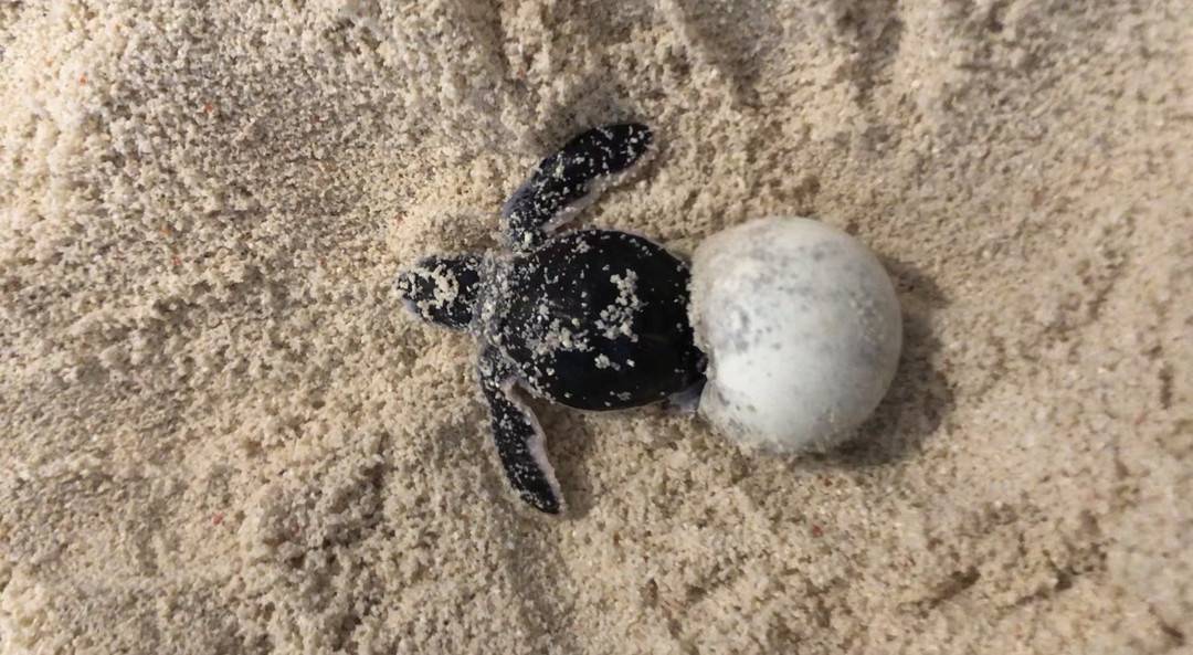 绿海龟会在每年三四月进行交配,六月开始产卵