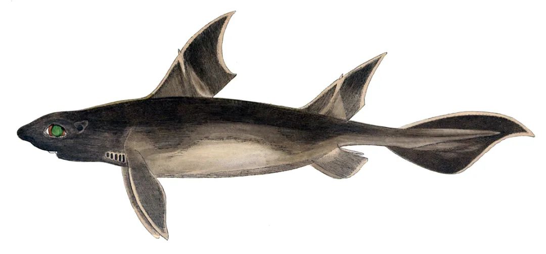 还发出了像猪一样的咕噜声